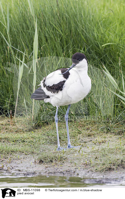 pied avocet / MBS-11098