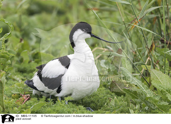 pied avocet / MBS-11105