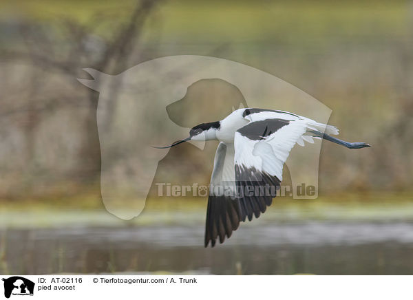 pied avocet / AT-02116