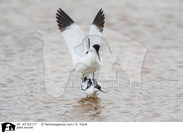 pied avocet / AT-02117