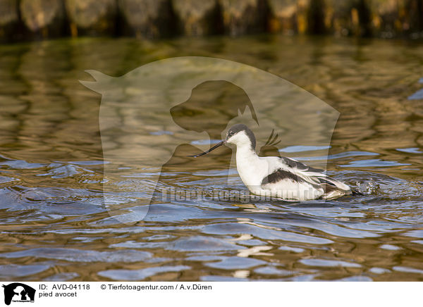 pied avocet / AVD-04118