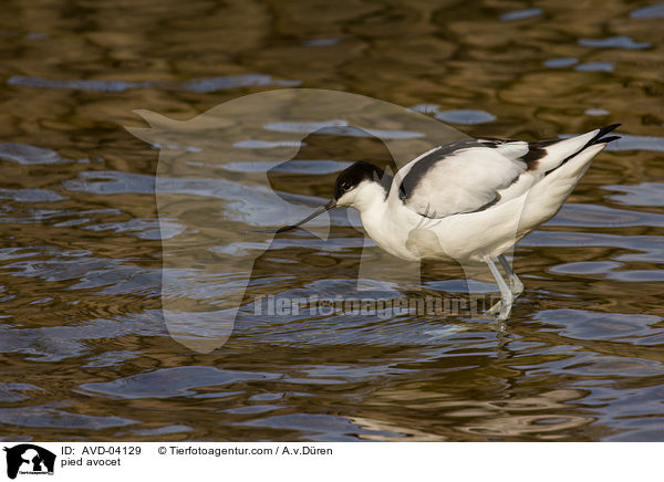 Sbelschnbler / pied avocet / AVD-04129