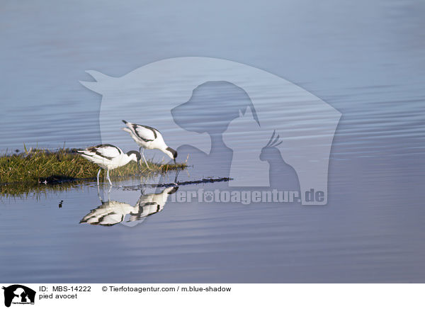 pied avocet / MBS-14222