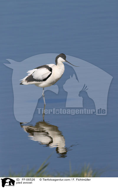 Sbelschnbler / pied avocet / FF-06526