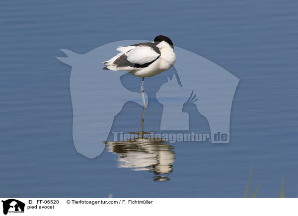 pied avocet / FF-06528