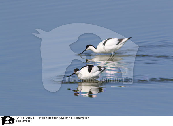 Sbelschnbler / pied avocet / FF-06535