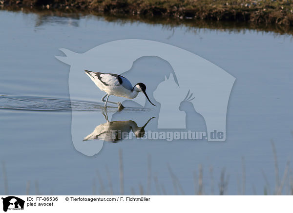 pied avocet / FF-06536