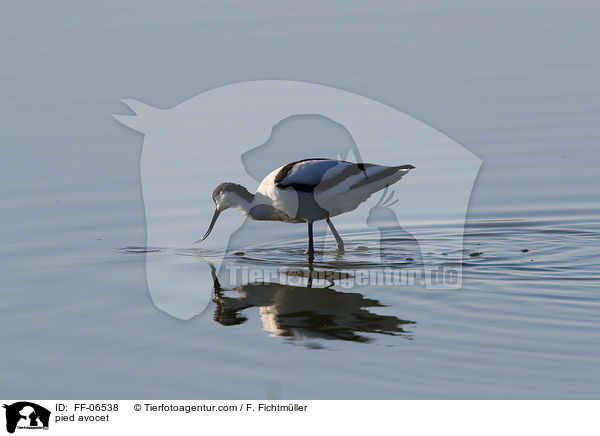 Sbelschnbler / pied avocet / FF-06538