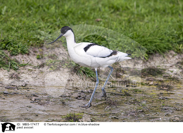 Sbelschnbler / pied avocet / MBS-17477