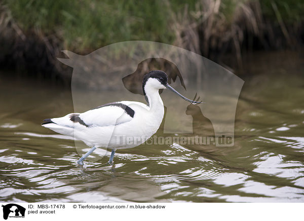 Sbelschnbler / pied avocet / MBS-17478