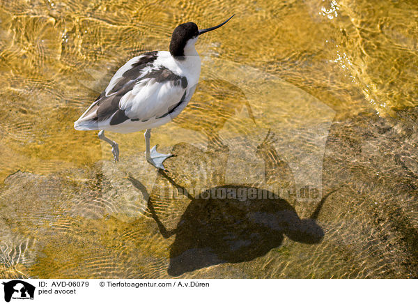 Sbelschnbler / pied avocet / AVD-06079