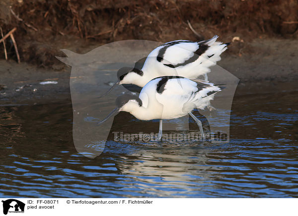 Sbelschnbler / pied avocet / FF-08071