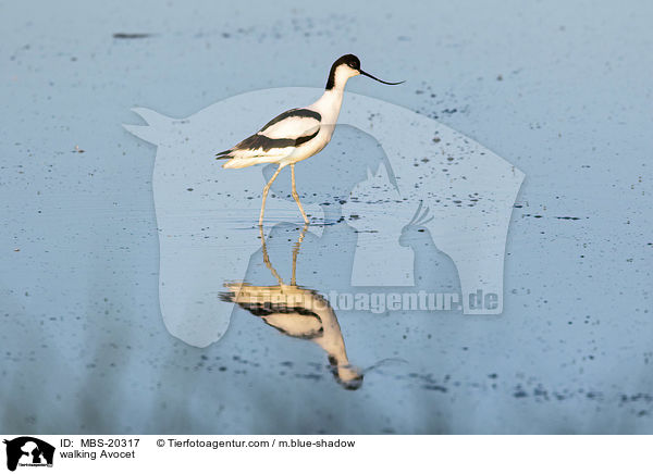 walking Avocet / MBS-20317