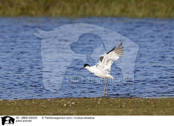 pied avocet / MBS-26900