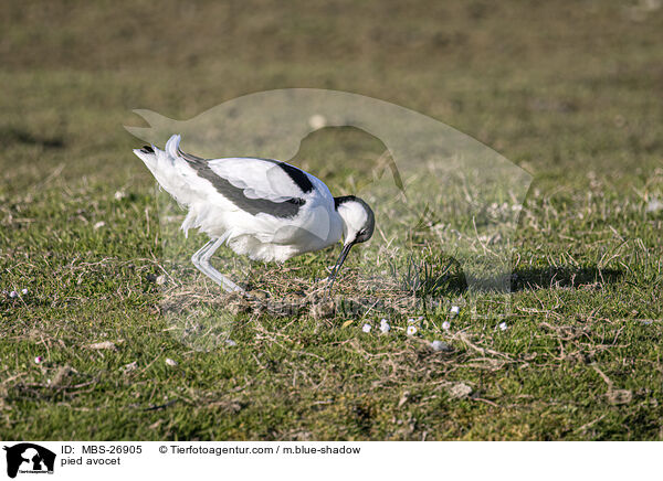 pied avocet / MBS-26905
