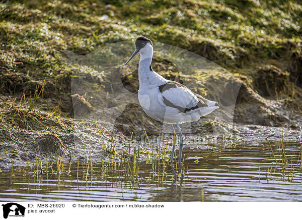 Sbelschnbler / pied avocet / MBS-26920