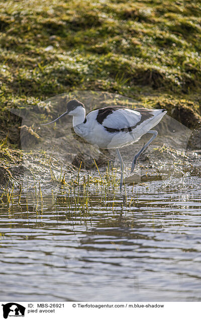 pied avocet / MBS-26921