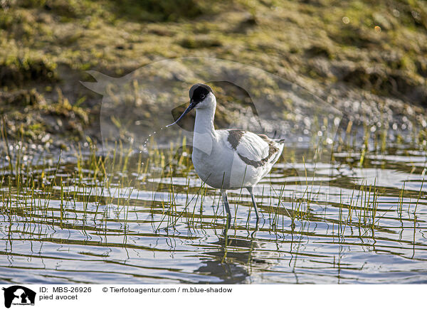 pied avocet / MBS-26926