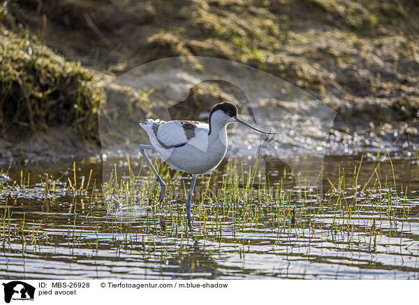 pied avocet / MBS-26928