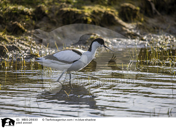 pied avocet / MBS-26930