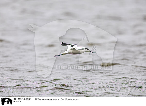 Sbelschnbler / avocet / MBS-28533