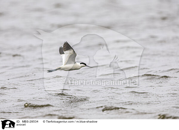 Sbelschnbler / avocet / MBS-28534