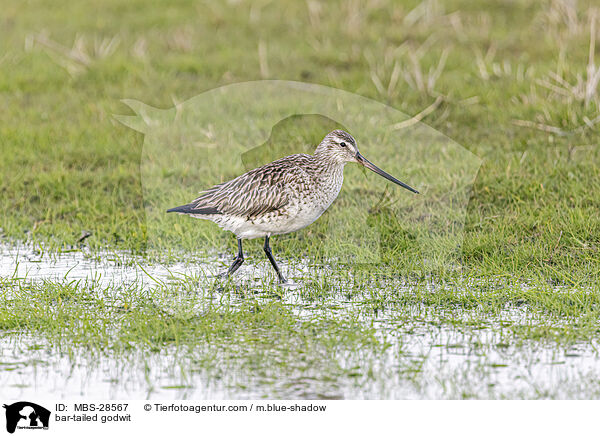 Pfuhlschnepfe / bar-tailed godwit / MBS-28567