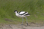 Pied avocet