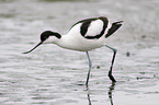 Pied avocet