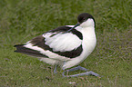 Pied avocet