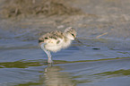 Pied avocet fledgling
