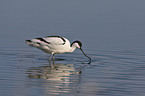 pied avocet