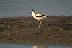 pied avocet