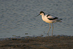 pied avocet