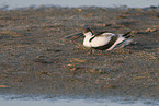 pied avocet