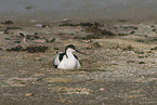 pied avocet