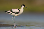 pied avocet