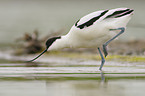 pied avocet