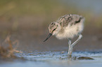 young pied avocet