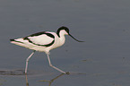 Pied Avocet