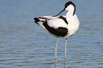 pied avocet