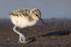 young pied avocet