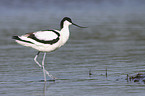 pied avocet