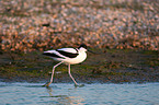 pied avocet
