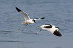 pied avocet