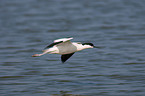 pied avocet
