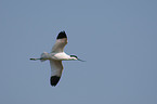 pied avocet