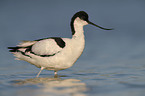 pied avocet