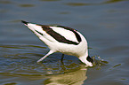 pied avocet