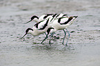 pied avocet